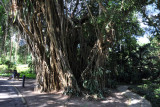 Burmese Banyan (Ficus kurzii), Singapore Botanical Gardens