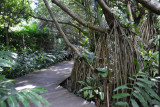 Ginger Garden, Singapore Botanical Gardens