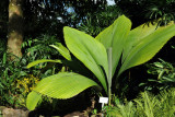 Johannesteijsmannia magnifica, National Orchid Garden, Singapore