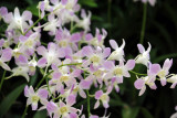 National Orchid Garden, Singapore Botanical Gardens