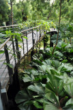 Cool House, National Orchid Garden