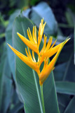 National Orchid Garden, Singapore Botanical Gardens