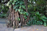 Johor Fig (Fucus kerkhovenii) Singapore Botanical Gardens