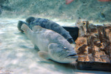 Sharjah Aquarium