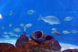 Sharjah Aquarium
