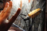 Giant Cerambycid Beetle (Callipogun armillatus)