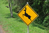 Caution Wildlife - Brazil