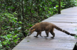 Coati on the board way, Iguau National Park