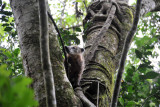 Coati in a tree, Iguau National Park