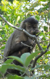 Black Capuchin Monkey (Sapajus nigritus), Rio de Janeiro