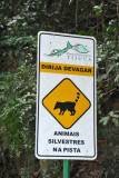 Wild Animals in Road - Tijuca National Park