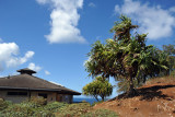 Kilauea Point, Kauai