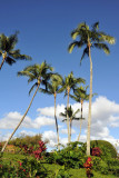 Palm trees, Kauai
