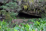 Fern Grotto - known as Maamaakualono to the ancient Hawaiians