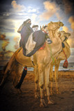 Gallery of Libyan Tribes - Tuareg on camels by the sea