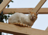 Medina cat on a wooden scaffolding supporting old houses