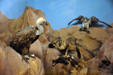 Vultures - Libyan bird gallery