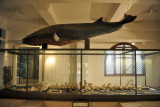Whale gallery
