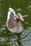 Goose, Regents Park