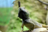 Inland Bearded Dragon (Pogona vitticeps) Australia
