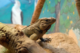 Rhinoceros Iguanga (Cyclura cornuta)