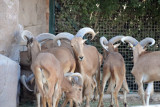 Barbary Sheep (Ammotragus lervia)