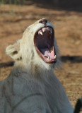 Big yawn from a white lion - Al Ain
