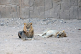 A pair of lions, Al Ain Wildlife Park