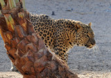 Leopard - Al Ain Wildlife Park