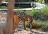 Leopard - Al Ain Wildlife Park