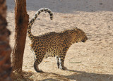 Leopard marking territory - Al Ain Wildlife Park