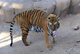 Bengal Tiger - Al Ain Wildlife Park