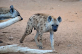 Spotted Hyena - Al Ain Wildlife Park