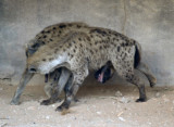 Gay Hyenas - Al Ain Wildlife Park