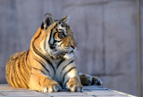 Bengal Tiger - Al Ain Wildlife Park