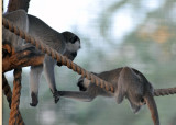 Vervet Monkeys - Al Ain Wildlife Park