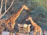Giraffe - Al Ain Wildlife Park