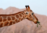 Giraffe - Al Ain Wildlife Resort
