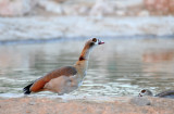 Egyptian Goose - Al Ain Wildlife Resort