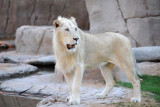 White Lion - Al Ain Wildlife Resort