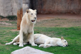White Lion - Al Ain Wildlife Resort
