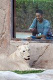 Dennis and the White Lion