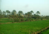 The green of the Nile Delta