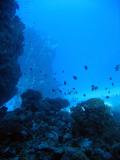 RedSeaJan06 423.JPG