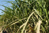 The West Bank grows lots of sugarcane