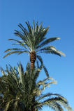 Palms and blue sky