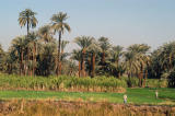 Agriculture along the Nile