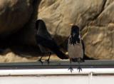 Egyptian crow
