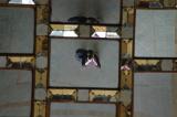 Self portrait in the mirrored ceiling, Chehel Sotun Palace