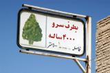 4000 year old cypruss tree, Abarqu
